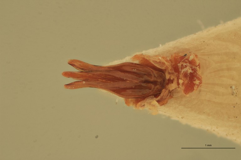 Melanotus mendiculus M Plt Aedeagus.jpg