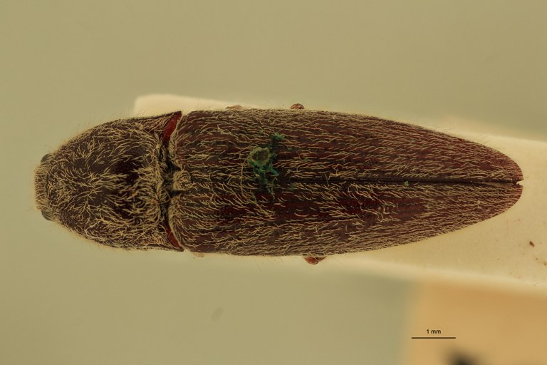 Melanotus mendiculus M Plt D.jpg