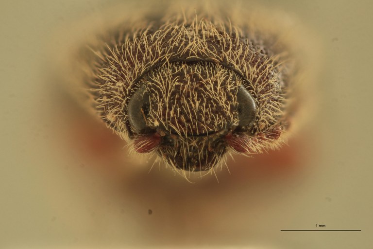 Melanotus mendiculus M Plt F.jpg