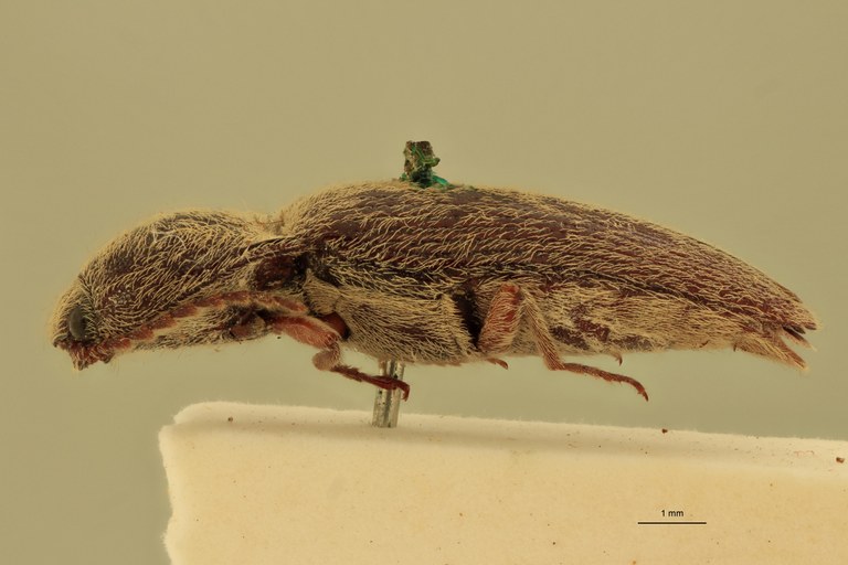 Melanotus mendiculus M Plt L.jpg