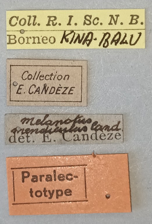 Melanotus mendiculus M Plt Labels.jpg