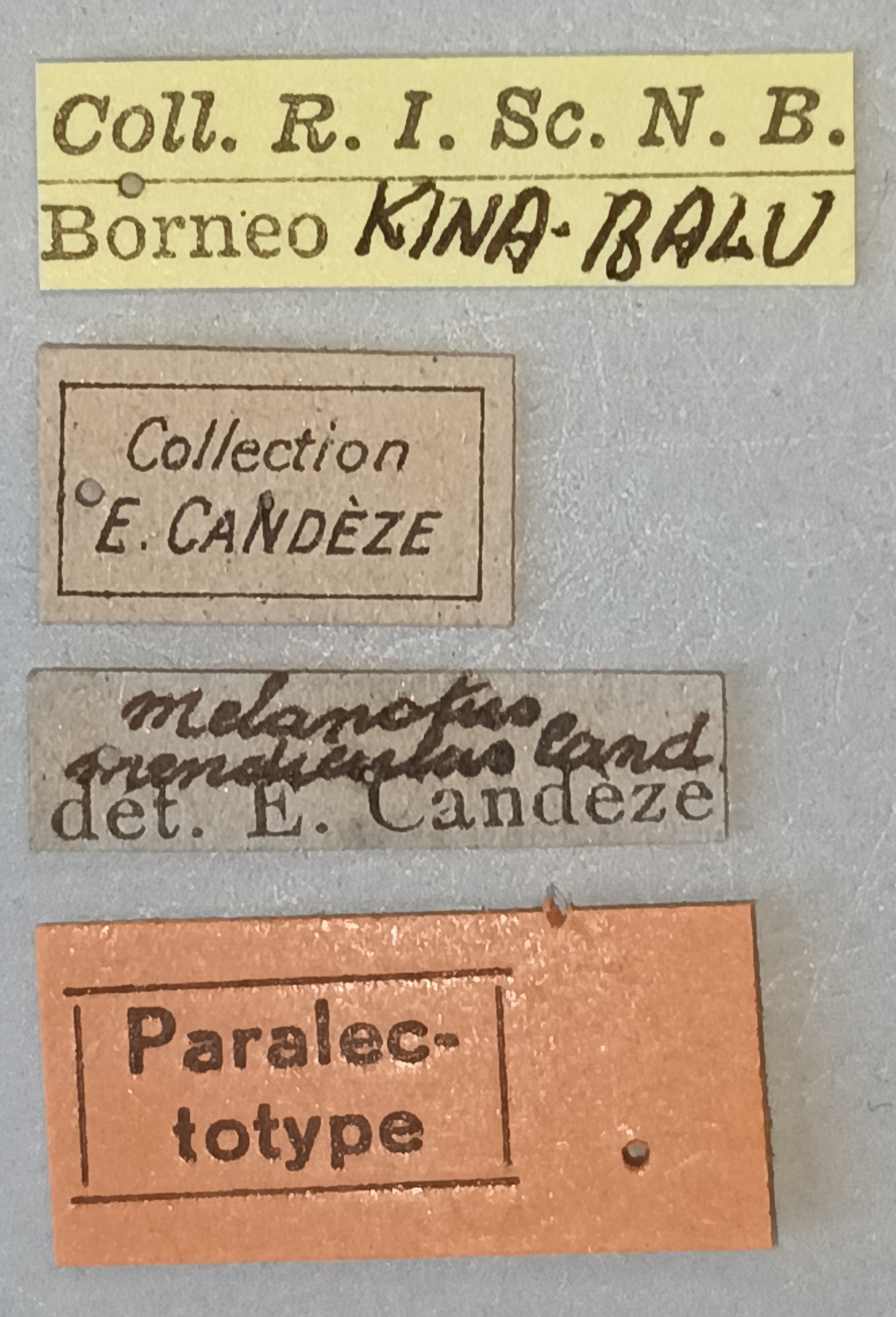 Melanotus mendiculus M Plt Labels.jpg