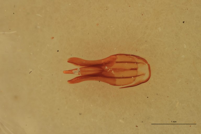 Melanotus mendiculus M Lt Aedeagus.jpg