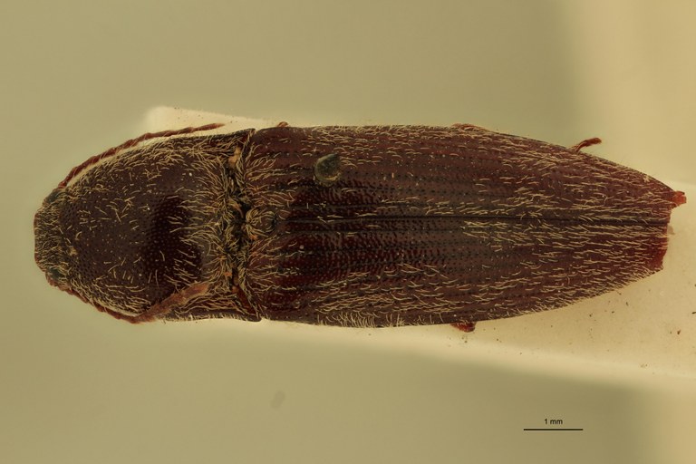 Melanotus mendiculus M Lt D.jpg