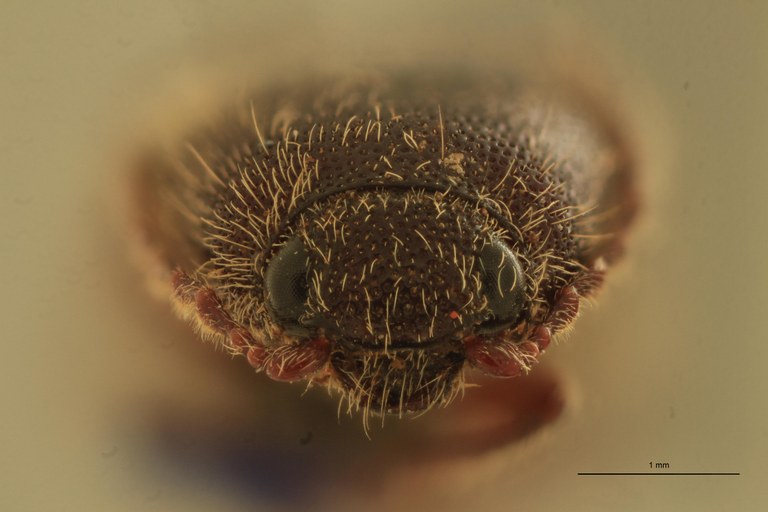 Melanotus mendiculus M Lt F.jpg