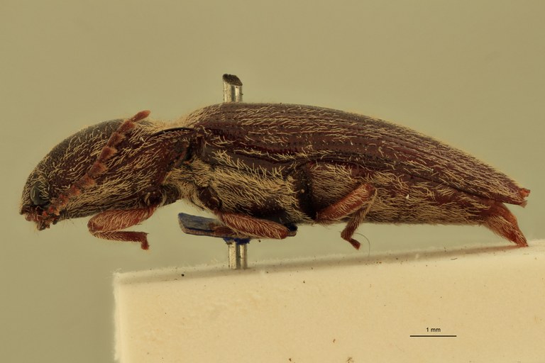 Melanotus mendiculus M Lt L.jpg