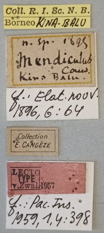 Melanotus mendiculus M Lt Labels.jpg