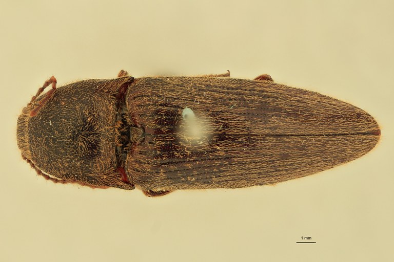 Melanotus opacus M Pt D.jpg