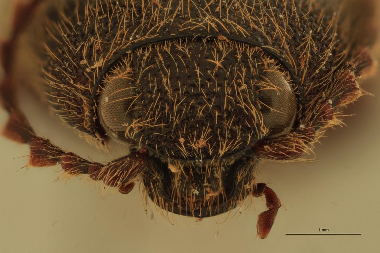 Melanotus opacus M Pt F.jpg