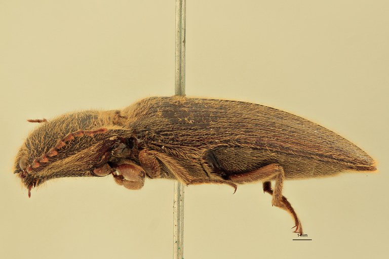 Melanotus opacus M Pt L.jpg
