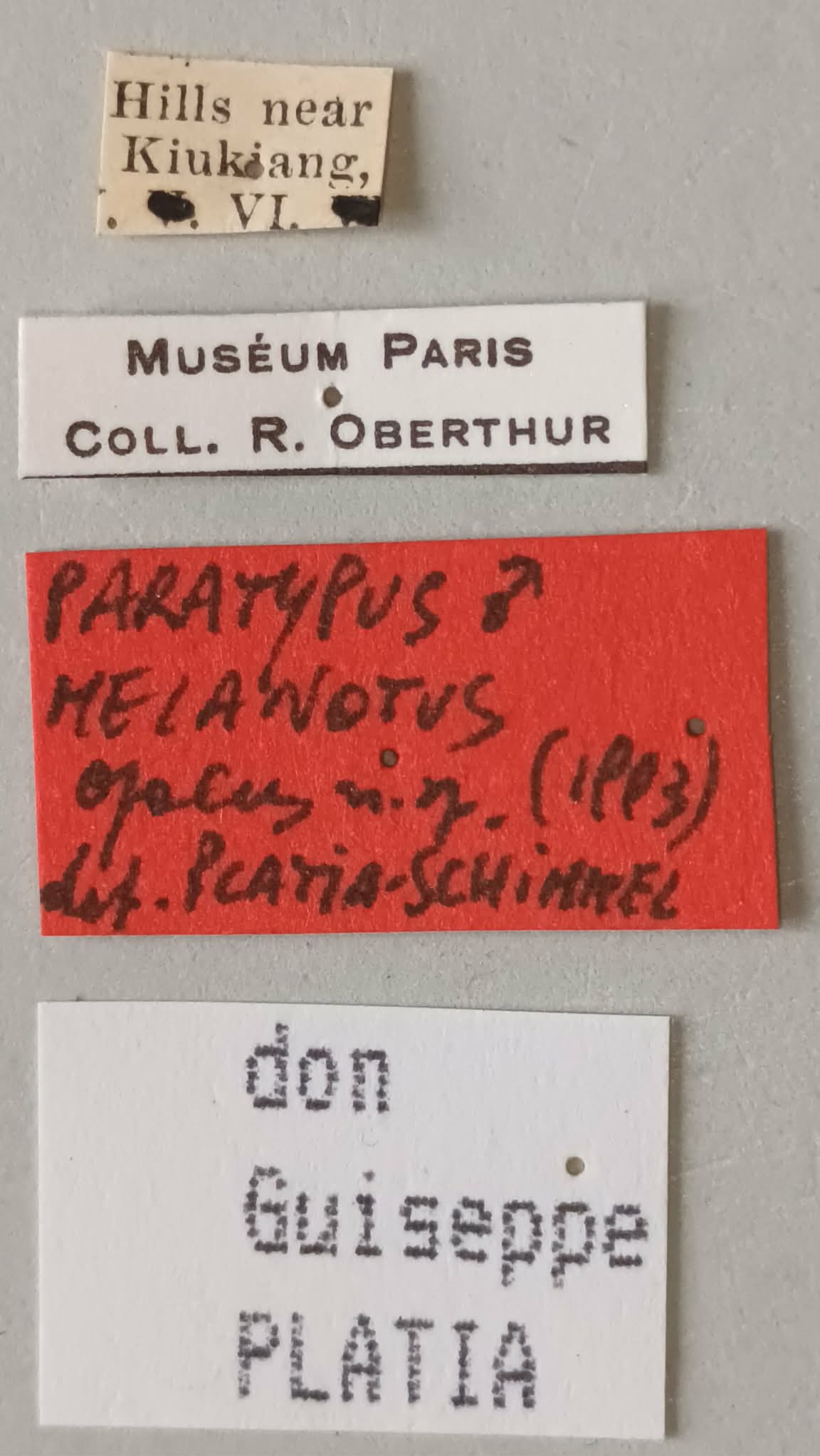 Melanotus opacus M Pt Labels.jpg