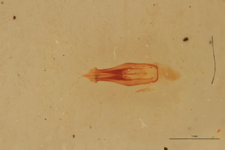 Melanotus pasteuri M Ht Aedeagus.jpg