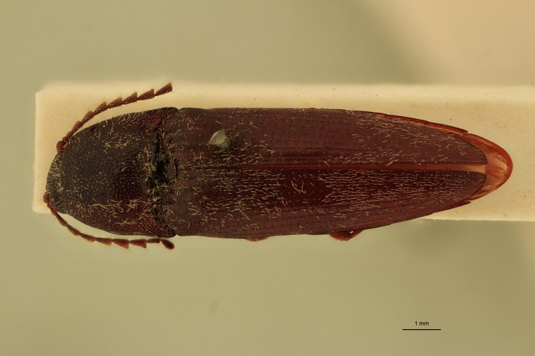 Melanotus pasteuri M Ht D.jpg