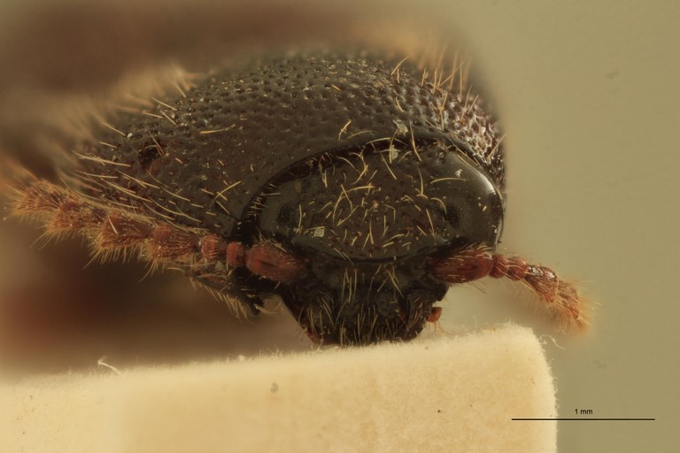 Melanotus pasteuri M Ht F.jpg