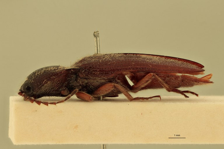 Melanotus pasteuri M Ht L.jpg