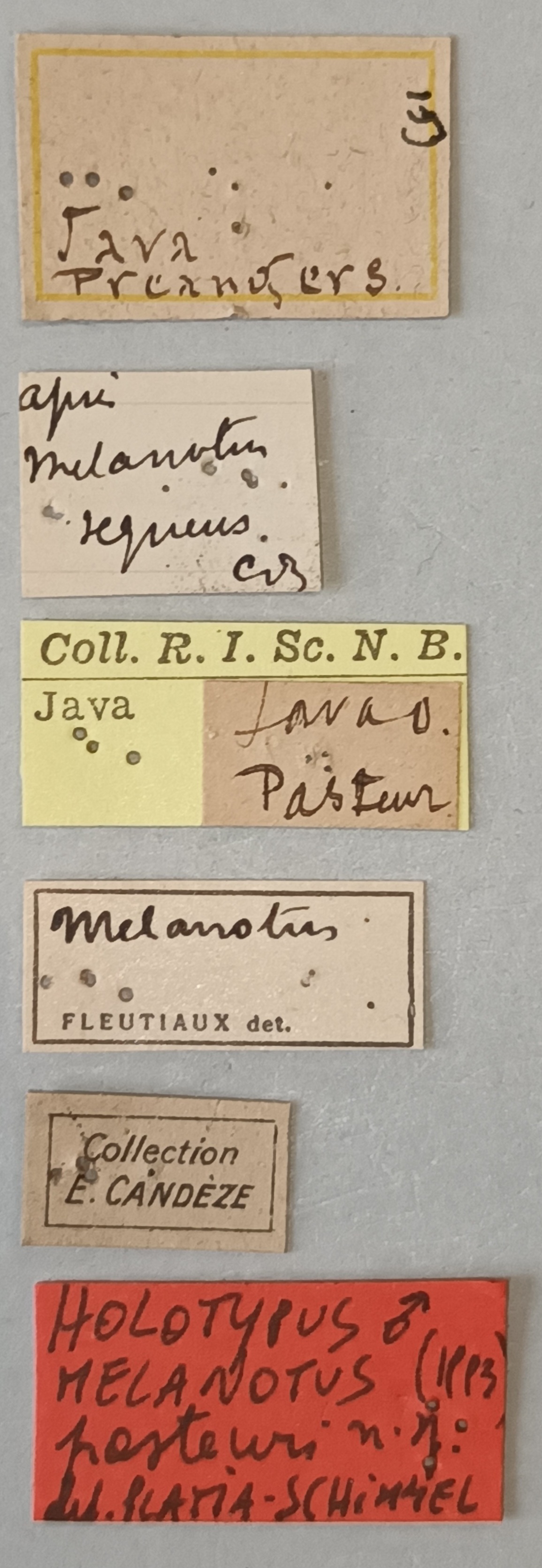 Melanotus pasteuri M Ht Labels.jpg