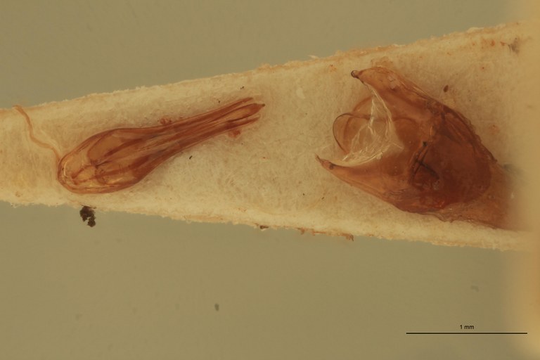 Melanotus peninsularis M Lt Aedeagus.jpg