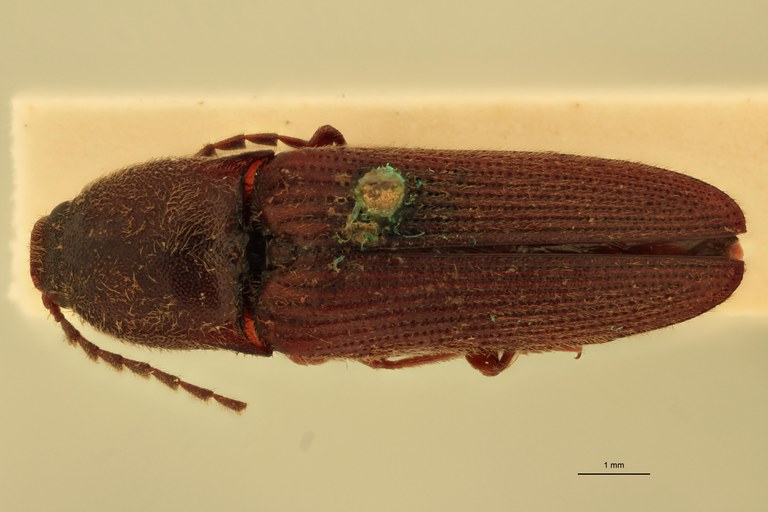 Melanotus peninsularis M Lt D.jpg