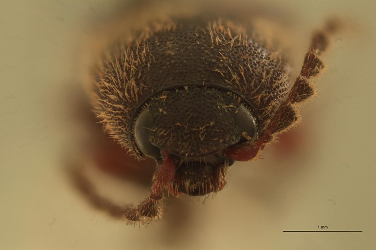 Melanotus peninsularis M Lt F.jpg