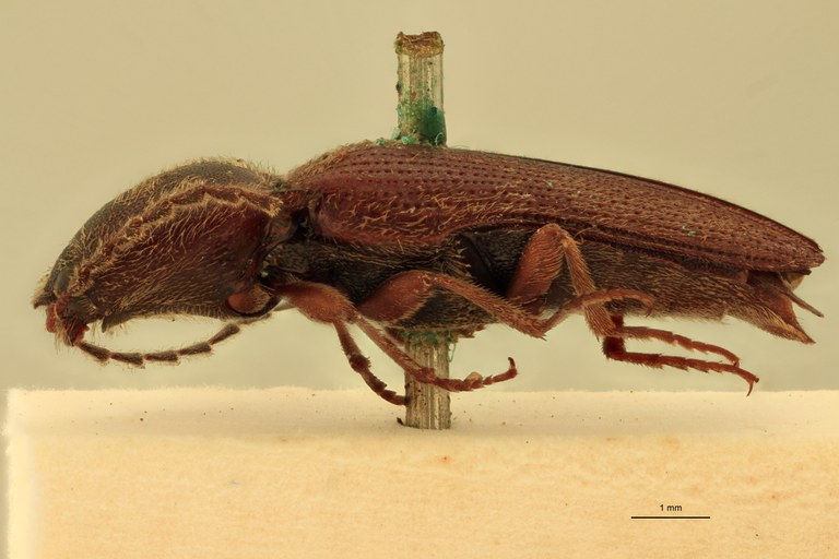 Melanotus peninsularis M Lt L.jpg