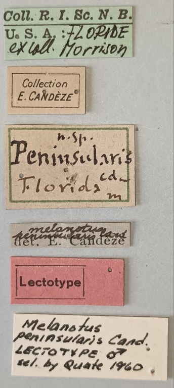 Melanotus peninsularis M Lt Labels.jpg