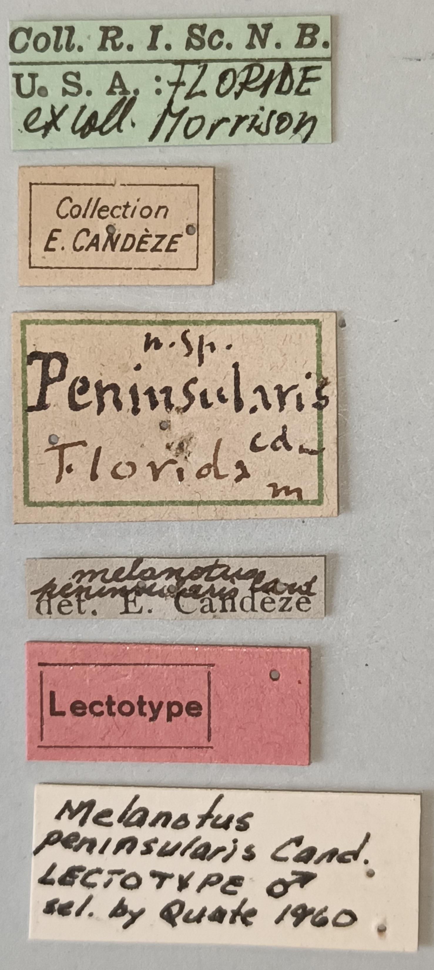 Melanotus peninsularis M Lt Labels.jpg