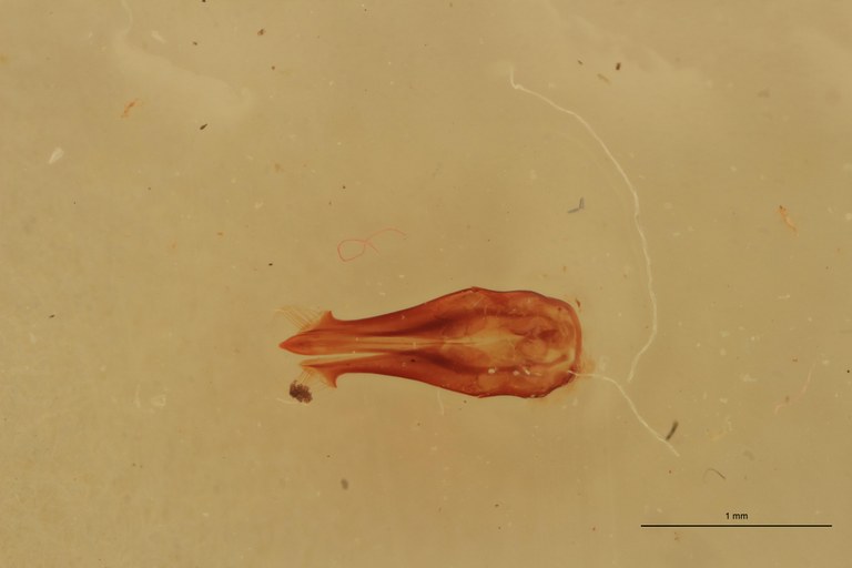 Melanotus phlogosus M Lt Aedeagus.jpg