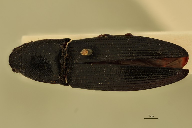 Melanotus phlogosus M Lt D.jpg