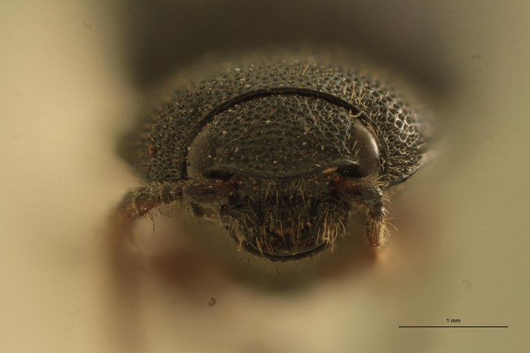 Melanotus phlogosus M Lt F.jpg
