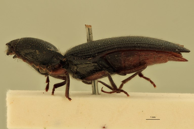 Melanotus phlogosus M Lt L.jpg