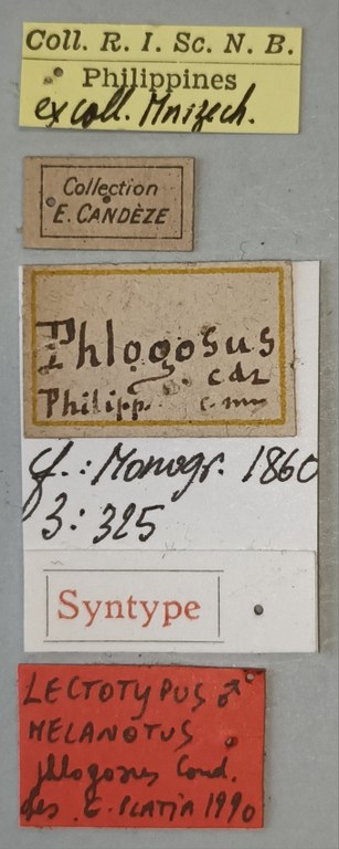 Melanotus phlogosus M Lt Labels.jpg