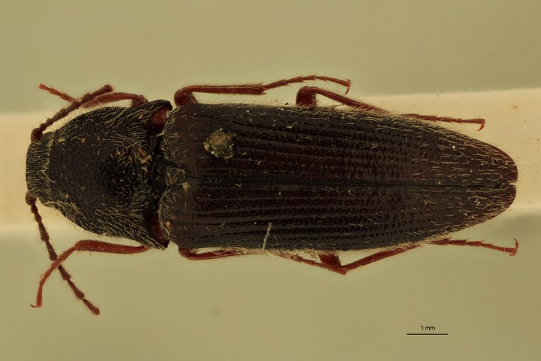 Melanotus planipennis M Plt D.jpg