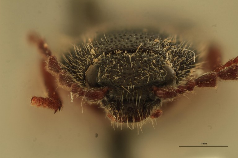 Melanotus planipennis M Plt F.jpg