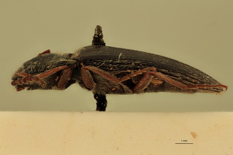 Melanotus planipennis M Plt L.jpg