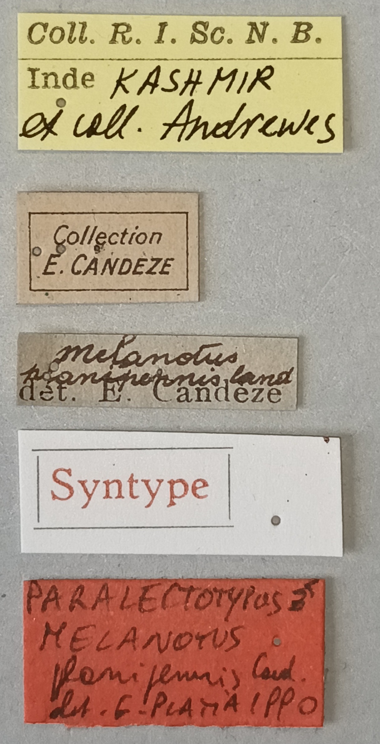 Melanotus planipennis M Plt Labels.jpg