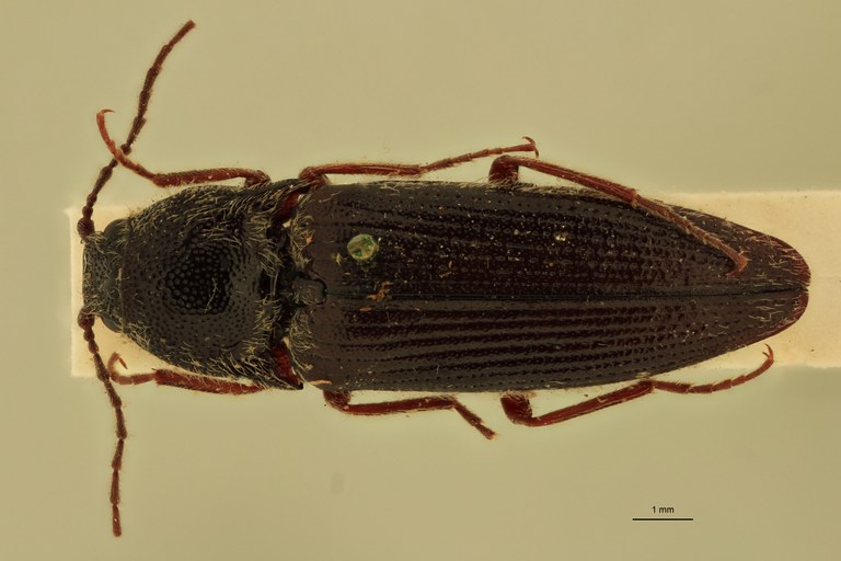 Melanotus planipennis M Lt D.jpg