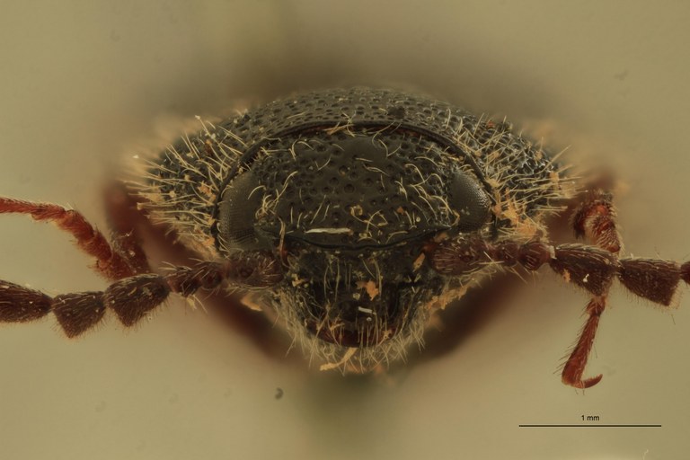Melanotus planipennis M Lt F.jpg