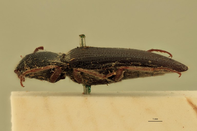 Melanotus planipennis M Lt L.jpg
