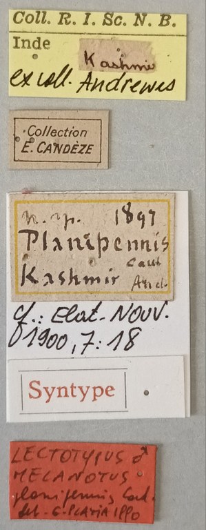 Melanotus planipennis M Lt Labels.jpg