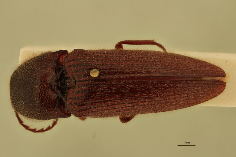 Melanotus plurimus M Pt D.jpg