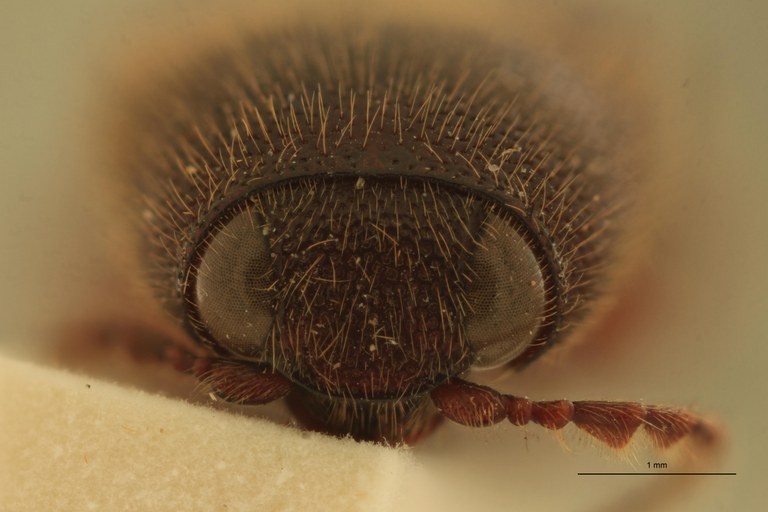 Melanotus plurimus M Pt F.jpg