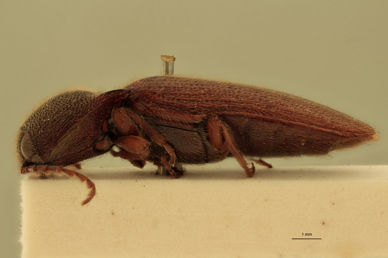Melanotus plurimus M Pt L.jpg