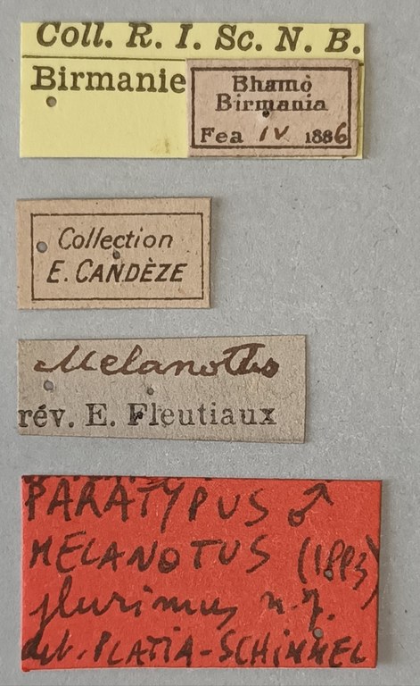 Melanotus plurimus M Pt Labels.jpg