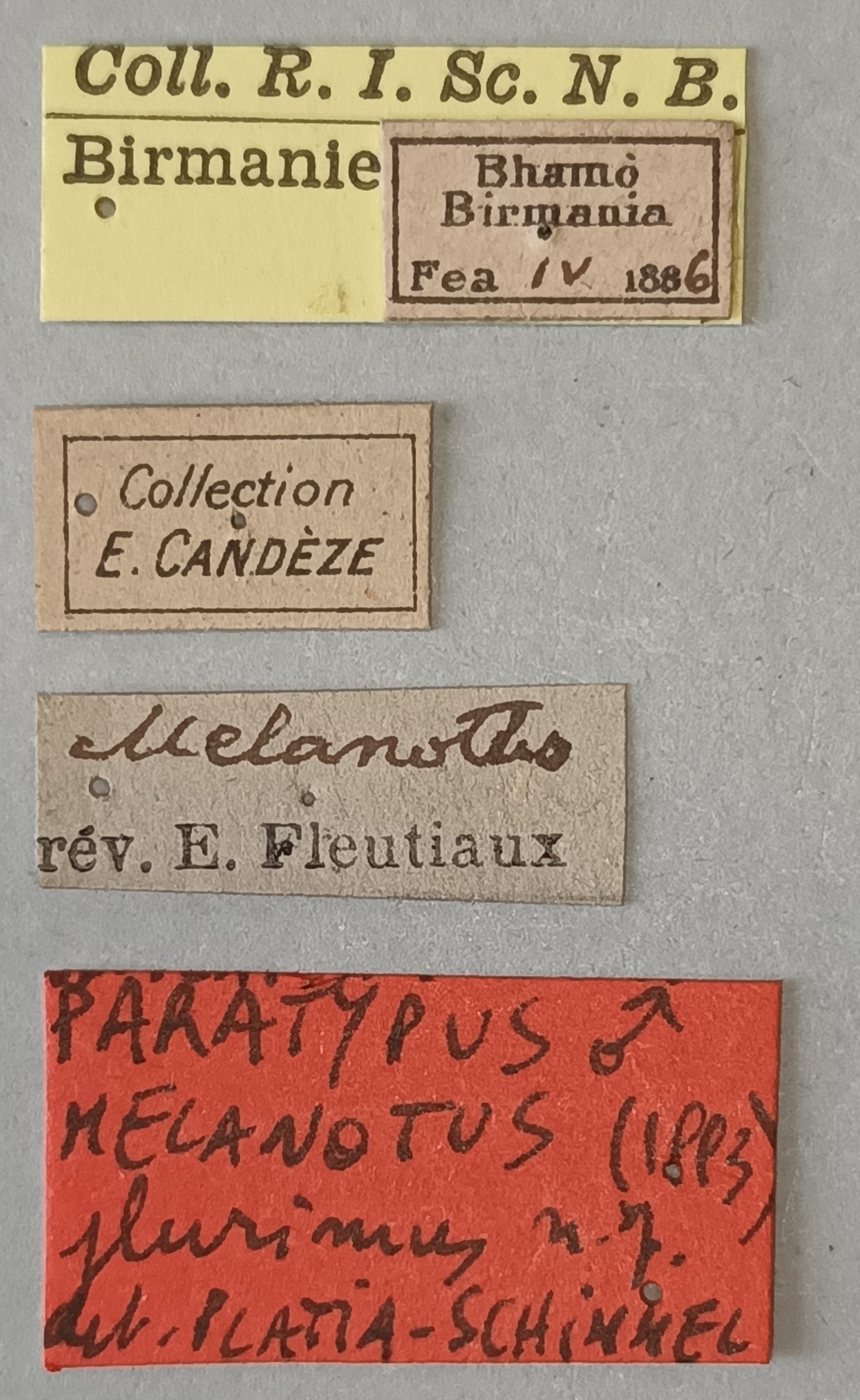 Melanotus plurimus M Pt Labels.jpg