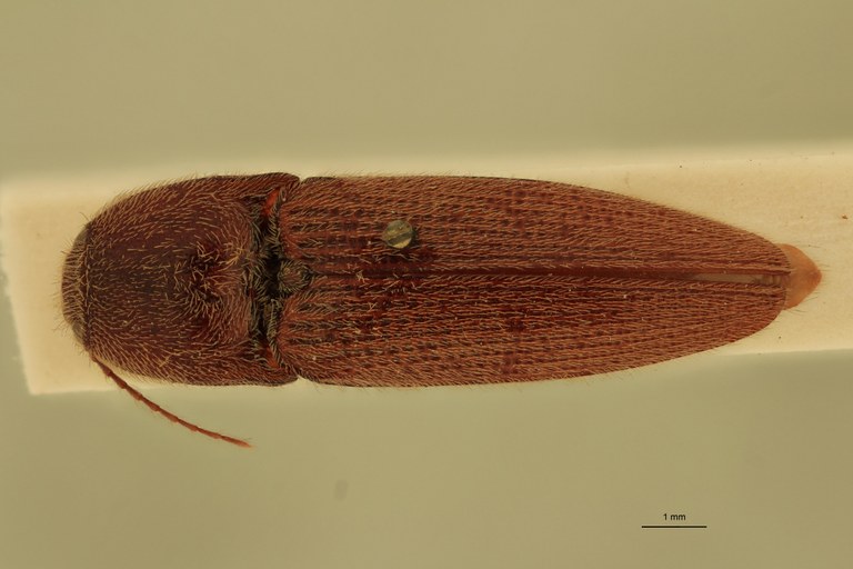 Melanotus poggii M Pt D.jpg