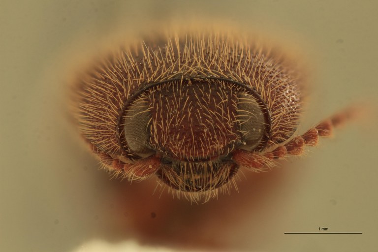 Melanotus poggii M Pt F.jpg