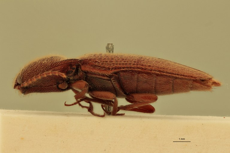 Melanotus poggii M Pt L.jpg