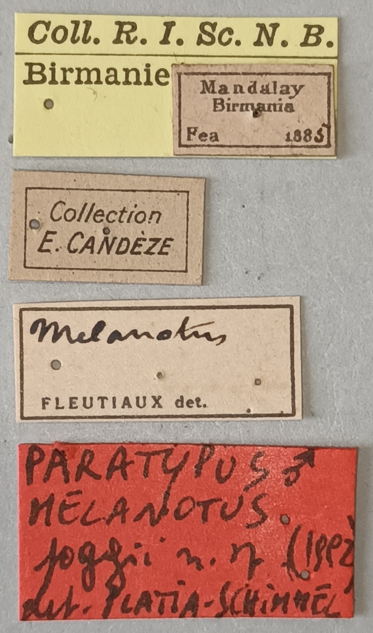 Melanotus poggii M Pt Labels.jpg