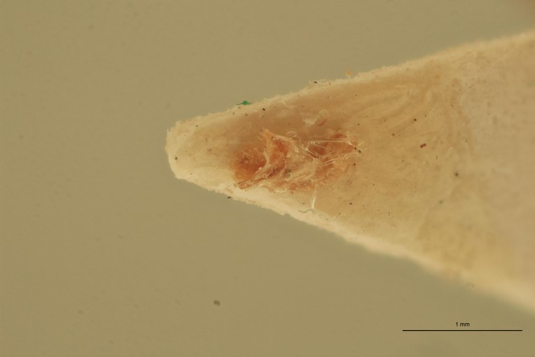 Melanotus pseudodiploconoides M Ht Aedeagus.jpg
