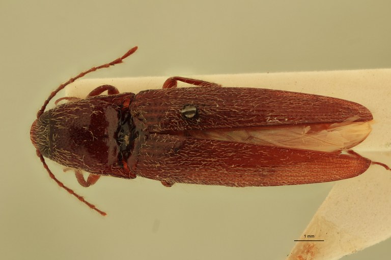 Melanotus pseudodiploconoides M Ht D.jpg